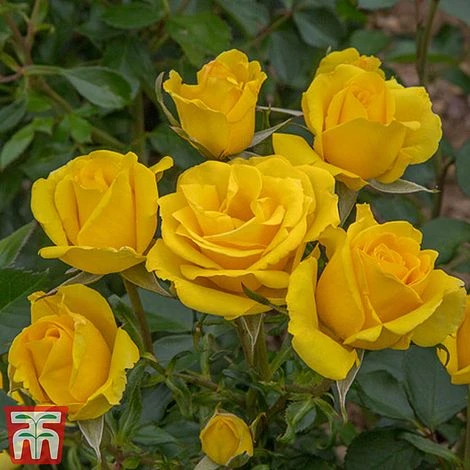 Rose 'Grandma's Rose' (Floribunda Rose) - Image 2