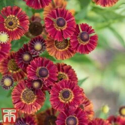 Helenium Autumnale 'Red Shades'