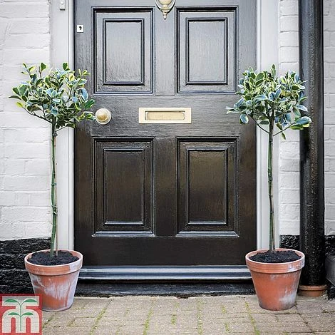 Holly 'Golden King' (Standard Tree) - Image 5