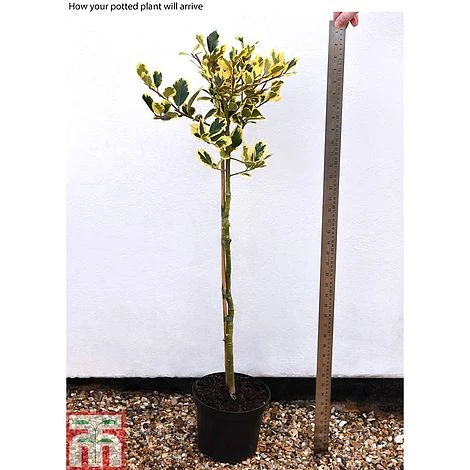 Holly 'Golden King' (Standard Tree) - Image 4