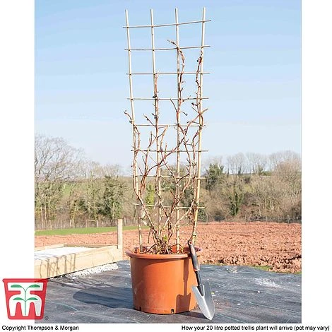 Hydrangea Petiolaris - Image 4