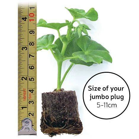 Nepeta 'Neptune' - Image 7