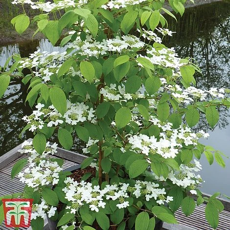 Viburnum Plicatum F. Tomentosum 'Kilimanjaro' - Image 4