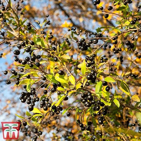 Ligustrum Vulgare - Image 6