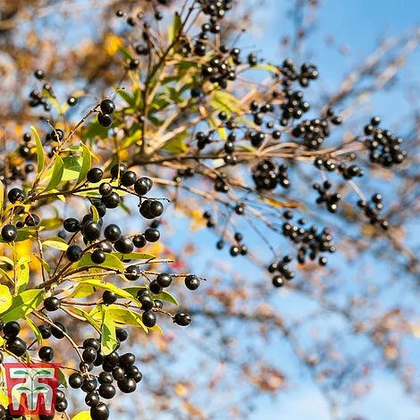 Ligustrum Vulgare - Image 7