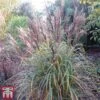 Miscanthus Sinensis 'Volcano'