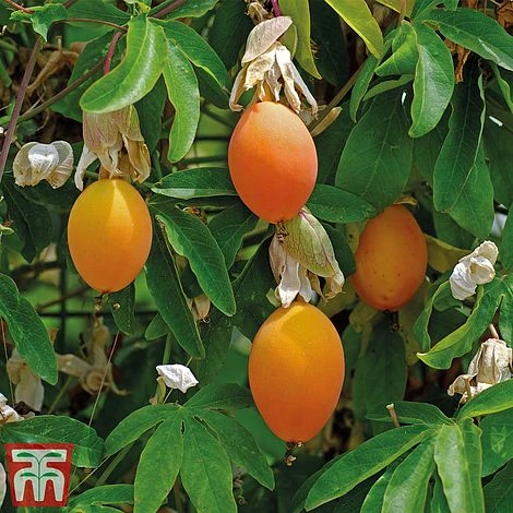 Passiflora Caerulea - Image 2