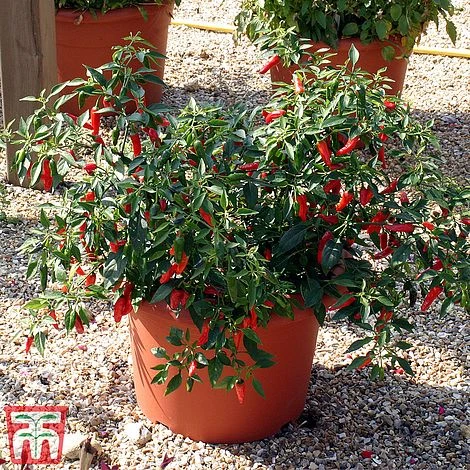Chilli Pepper 'Apache' F1 Hybrid - Image 2