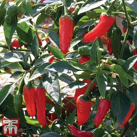 Chilli Pepper 'Apache' F1 Hybrid - Image 4
