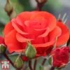 Rose 'Precious Love' (Floribunda Rose)