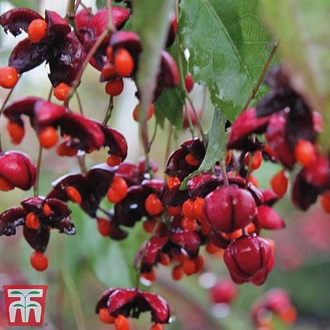 Euonymus Europaeus 'Red Cascade' - Image 2