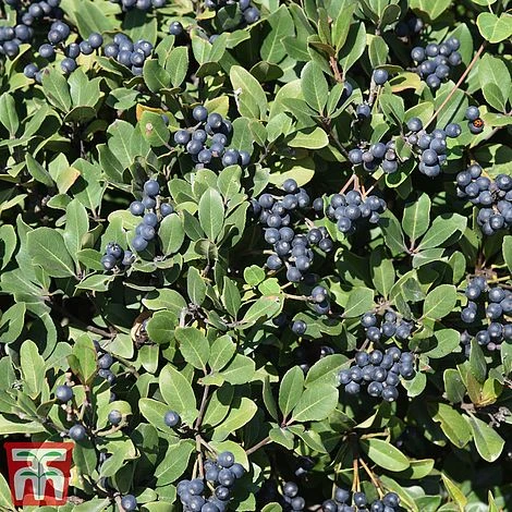 Rhaphiolepis Umbellata F. Ovata - Image 2