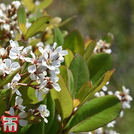 Rhaphiolepis Umbellata F. Ovata - Image 3