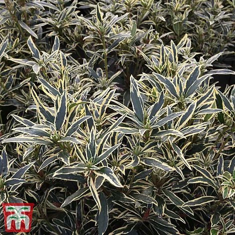 Rhododendron Ponticum 'Variegatum' - Image 2