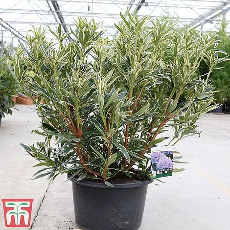 Rhododendron Ponticum 'Variegatum' - Image 3