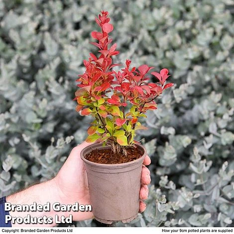 Super Saver Shrub Mix - Image 2