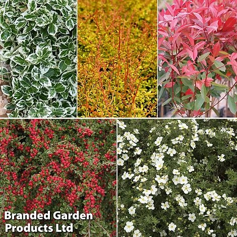 Super Saver Shrub Mix