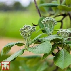 Sorbus Aria 'Lutescens'