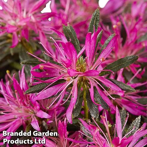 Azalea 'Starstyle Lilac' - Image 7