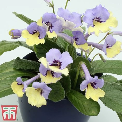 Streptocarpus 'Harlequin Blue' - Image 3