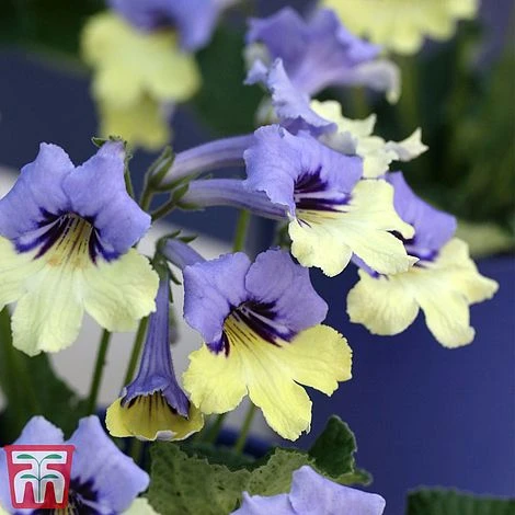 Streptocarpus 'Harlequin Blue'