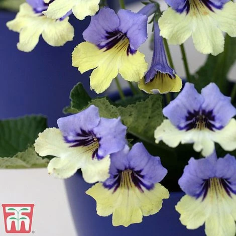 Streptocarpus 'Harlequin Blue' - Image 2