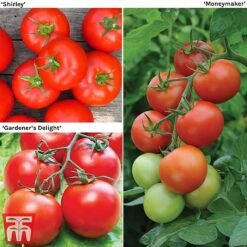 Tomato Gardeners Favourite Collection (Grafted)