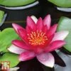 Water Lily Red With Pond Basket