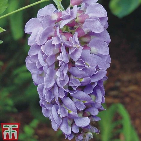 Wisteria Frutescens 'Amethyst Falls' - Image 2