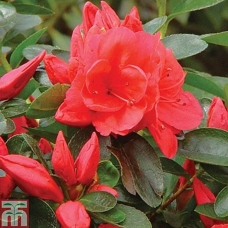 Azalea 'Dwarf Collection' - Image 2