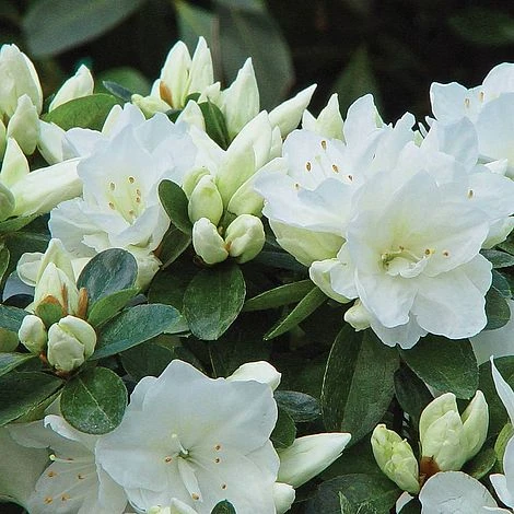 Azalea 'Dwarf Collection' - Image 3