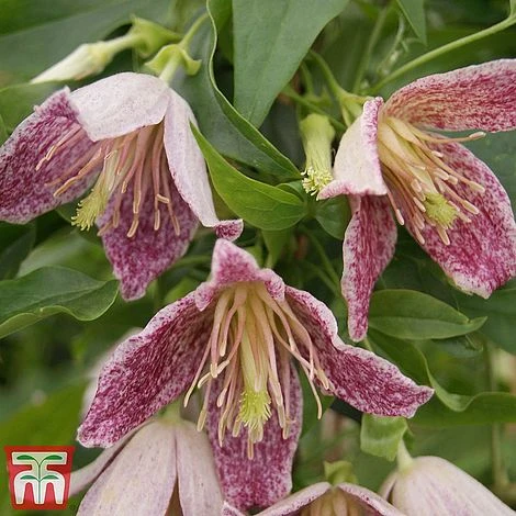 Clematis Duo Collection - Image 2