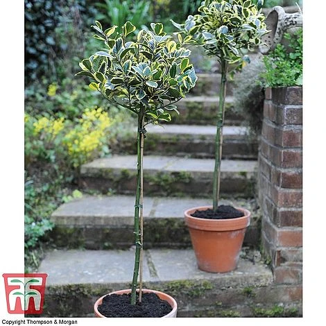 Holly 'Golden King' (Standard Tree) - Image 2