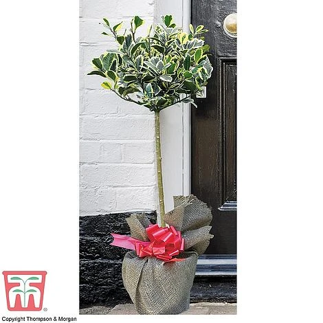 Holly 'Golden King' (Standard Tree) - Image 3