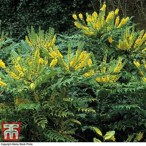 Winter Shrub Collection - Image 2