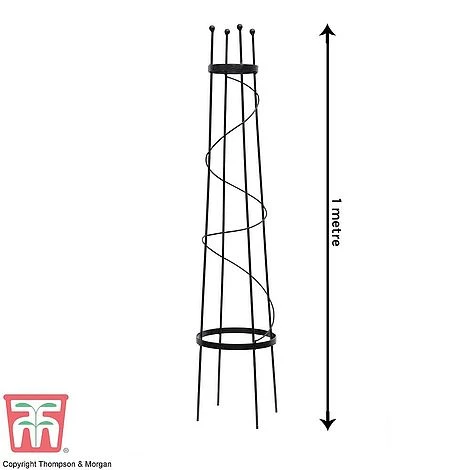 Clematis Duo Collection - Image 4